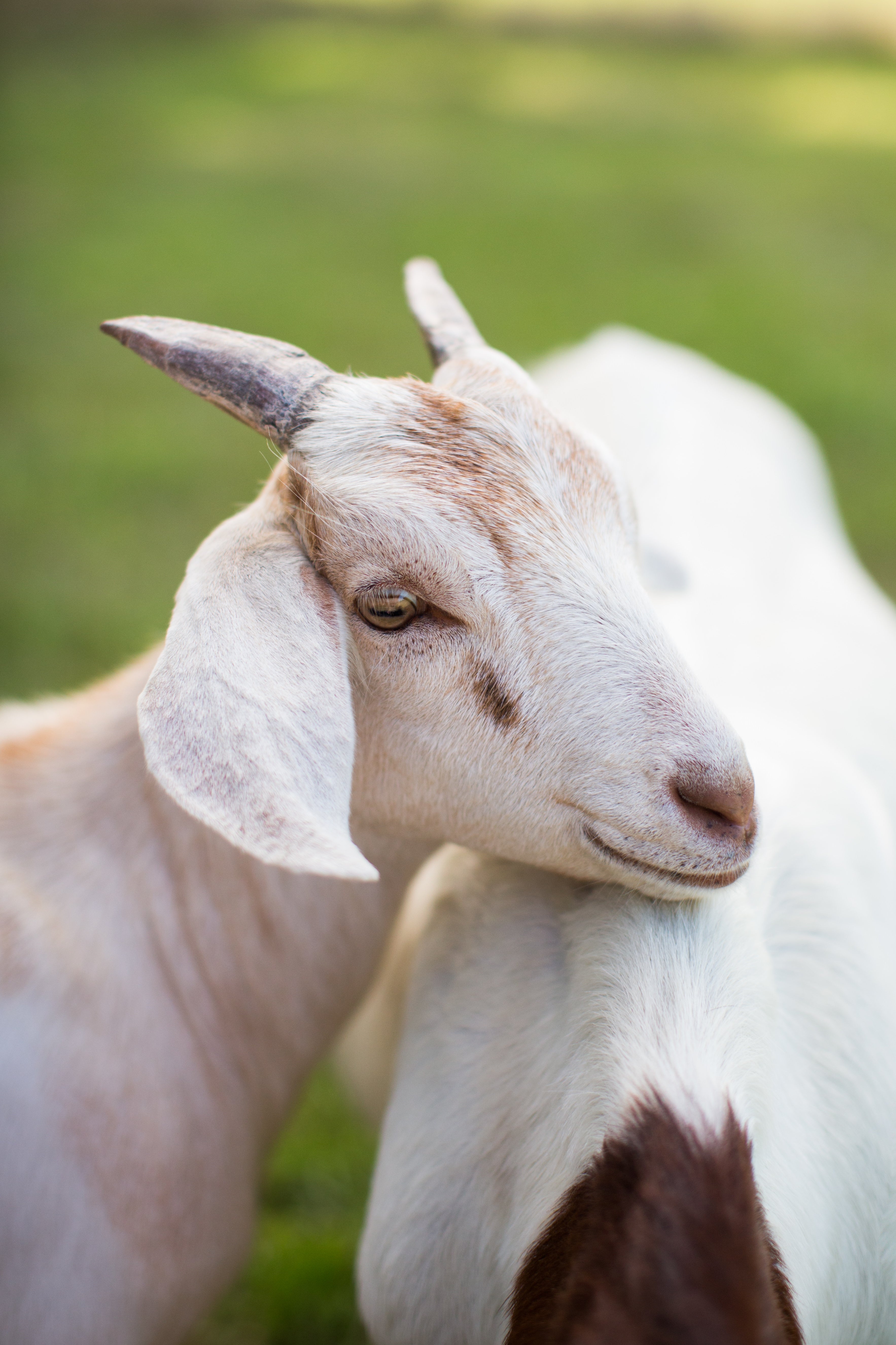The Many Benefits of Goat Milk Bar Soap - Noble Nature